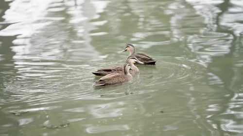 Birds swimming in the lake