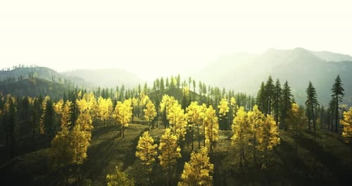 Beau paysage d'automne avec des arbres jaunes éclatants sous la lumière du soleil