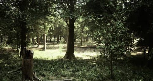 Lush Green Forest Landscape with Sunlight Filtering Through the Trees