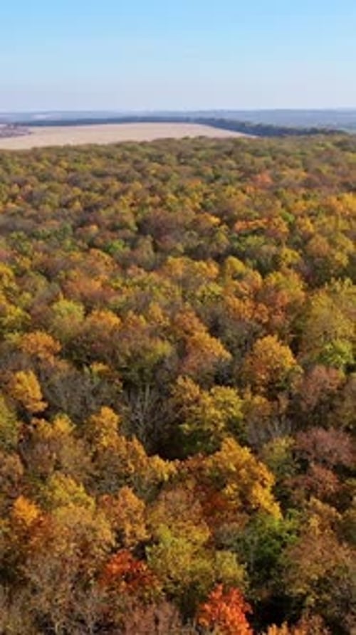 Fall foliage in autumn forest. Vertical video