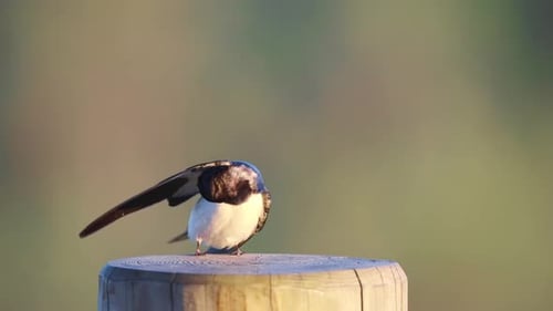Small Bird Perches and Preens on Wooden Post