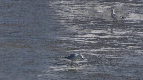 A lone seagull is walking in the mud searching and finding some food. One seagull also walks in the