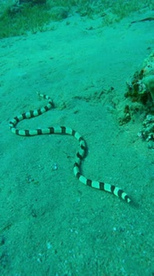 L'anguille serpent barré (Myrichthys colubrinus) rampe sur le fond sablonneux de la mer et cherche une proie près des coraux