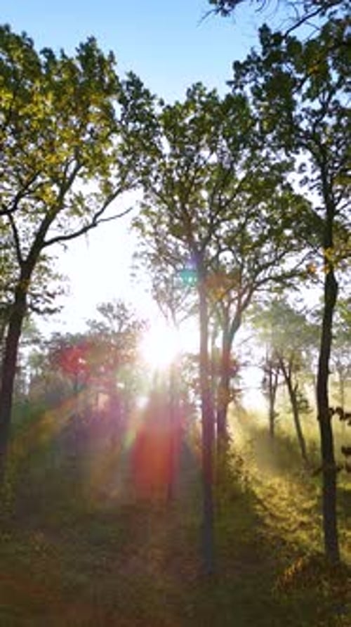 Vue aérienne verticale. Belle matinée d'automne dans la forêt tropicale.