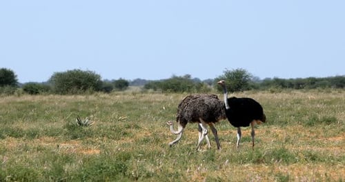 Flugloser Vogel-Strauß, in Etosha, Afrika-Wildtiersafari