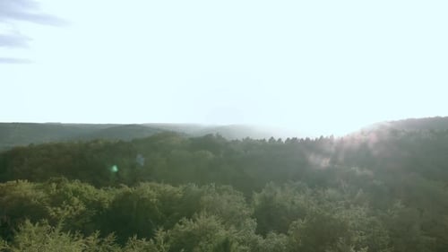 Aerial drone shot along the tall green trees in the forest. In the background the sun goes down.