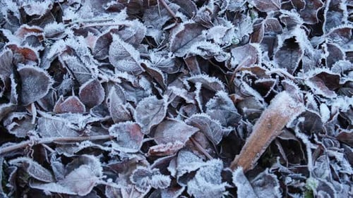 Frostige Blätter mit glänzendem Eisfrost im Snowy Forest Park