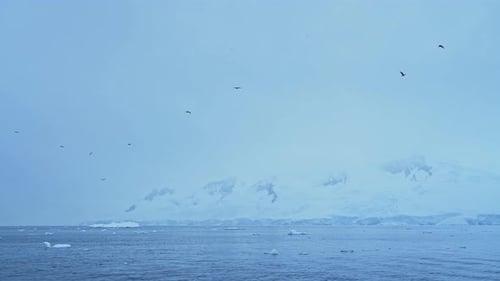 Seabirds Flying in Winter Coastal Scenery, Flock of Birds in Flight with Ocean and Antarctica Coast