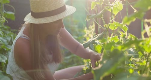 Woman Farmer in Straw Hat Picking Green Ripe Cucumbers in Vegetables Garden