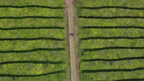 Visite touristique d'une plantation de thé vue aérienne par Drone sur l'île de Sao Miguel aux Açores.