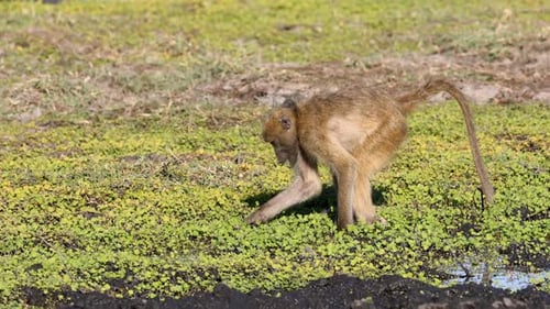 Chacma Baboons Feeding, Chobe National Park