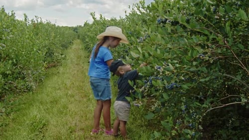 Brother and Sister Picking Blueberries on a Farm