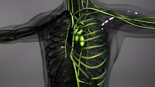 Medically Accurate Animation of Heart with Vains and Arteries