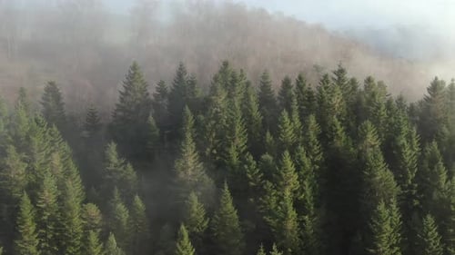 Aerial View of Fog Above Conifer Trees and Forest on Sunny Hazy Autumn Morning.