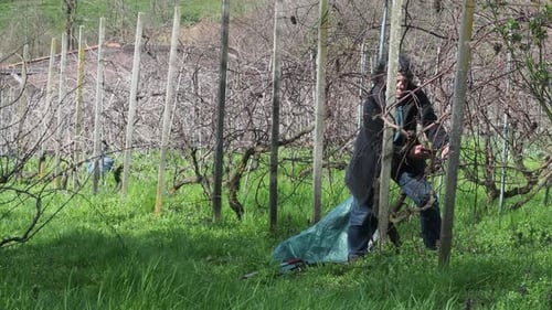 Une femme caucasienne âgée taille méticuleusement des vignes (Vitis vinifera) dans un vignoble biologique