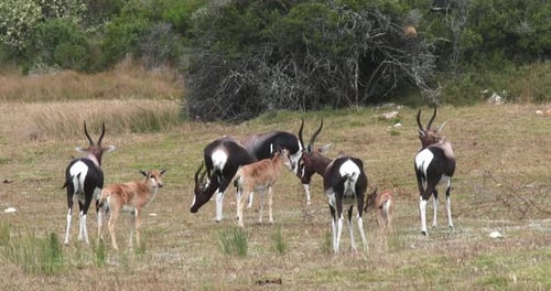 Bontebok and their calves on the grassland on the Southern Cape coast