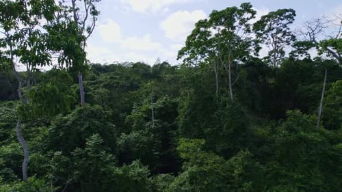 Aerial: Thick canopy green jungle trees in the Amazon rainforest, camera between tree tops
