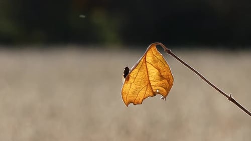 Black fly crawling on a yellow leaf and flying away; on a bright autumn day; shallow focus