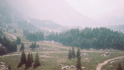 Winding Road in the Mountains with Pine Forest