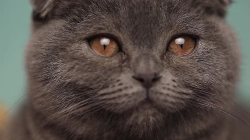 Stunning Close up of Blue Scottish Fold Cat's Orange Eyes