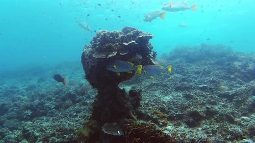 Biodiversity, fish and plants in ocean, coral reef in Raja Ampat with ecology
