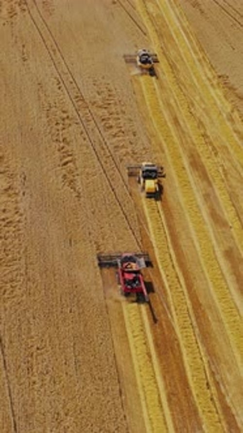 Combine harvester on field. Aerial view of combine harvesters on wheat field