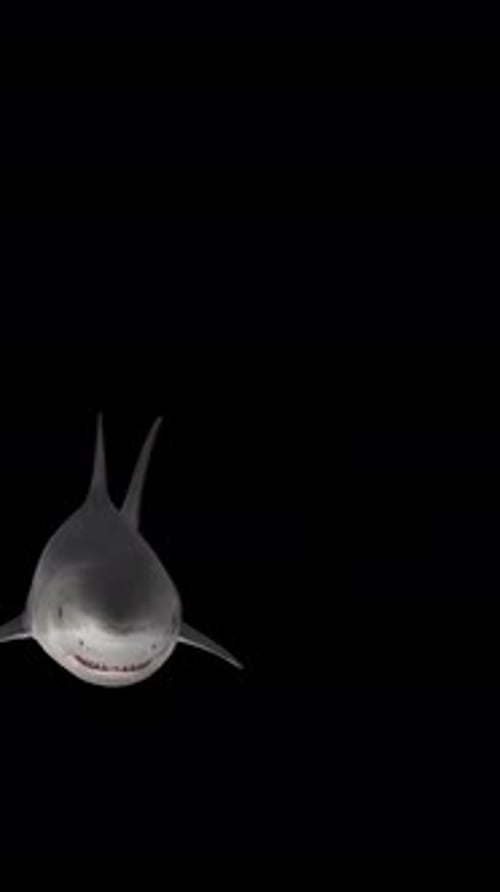 Hai schwimmt von rechts unter der Kamera auf, Alphakanal, vertikale transparente Animation