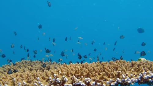 Tropical Marine Fishes Swimming On The Coral Reef Under Deep Blue Sea. underwater