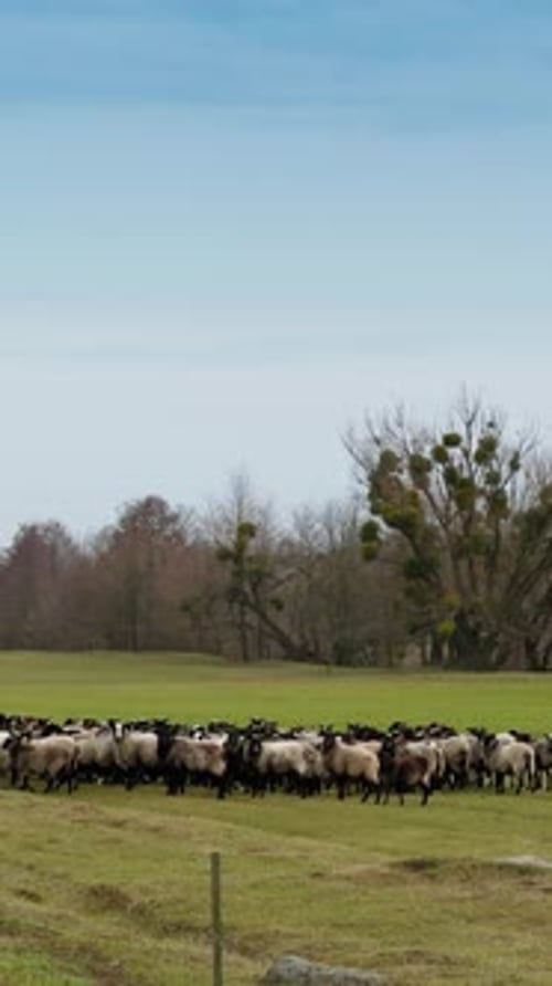 Group of woolly black-muzzled sheep gathered in the meadow. Livestock on the pasture in autumn.