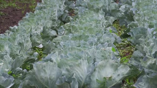 La col joven crece en el campo del agricultor