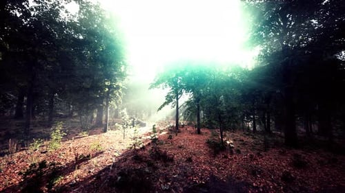 Forest Trees Nature Green Wood Sunlight View