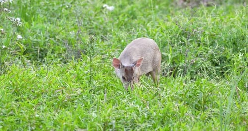 Small deer of the ibera marshes eats green grass in the park. Copy space.