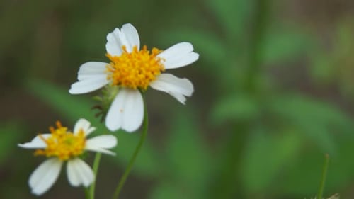 Nahaufnahme von zwei Sonnenblumenblüten.
