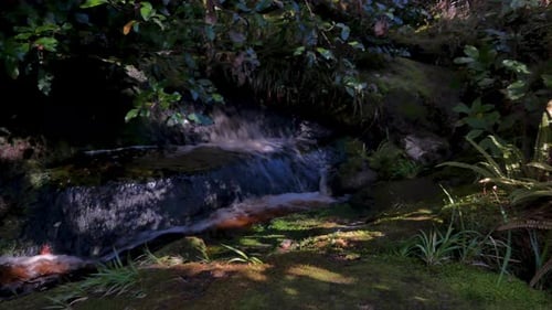 Tracking shot of flowing waterfall down the rocks surrounded by dense jungle with diversity of plant