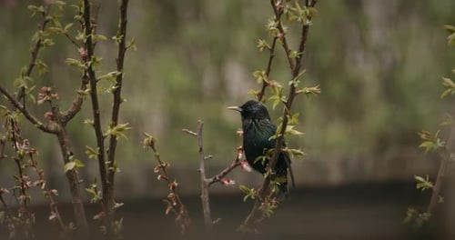 Common Starling Perched Among Fresh