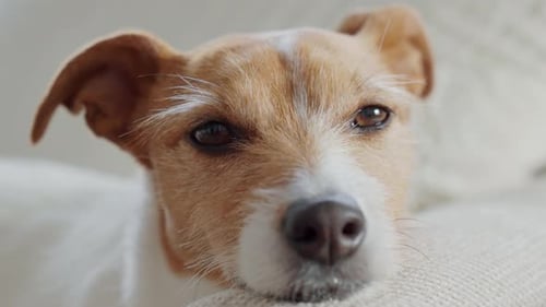 Close up of dog face resting indoors on sofa
