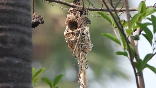 Bird's Nest Hanging from Tree Branch