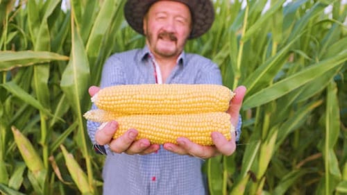 Farmer Showcasing Fresh Corn Harvest in a Lush Field