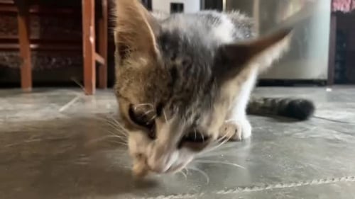Joli chaton indonésien mangeant quelque chose par terre à la maison