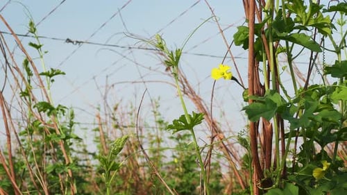 Vigne de courge amère en phase de floraison