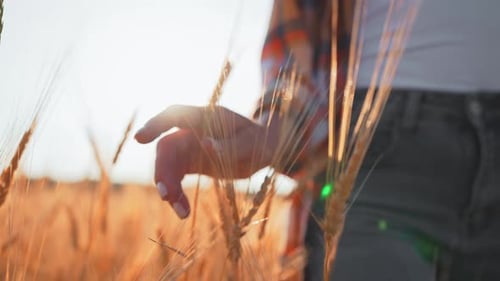 Woman Farmer Walks Touches Wheat Ears Farm Worker Strolling on Farmland Agricultural Field Enjoying