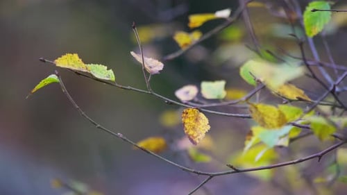 Golden autumn leaves on a tree branch. Blowing gently in the breeze with woodland backdrop