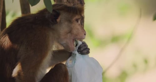 Monkey Consuming From Plastic Bag in Natural Habitat