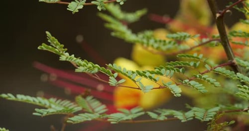 Fleurs d'Erythrostemon gilliesii ou Caesalpinia gilliesii, une espèce ornementale originaire du sud de l'Australie