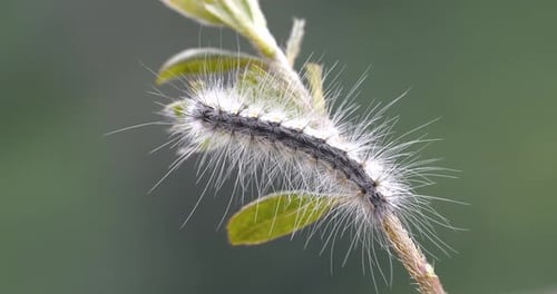 Close Up Footage Of A Caterpillar Feeding On A Leaf