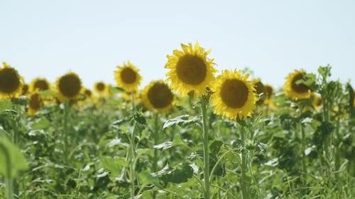 Green Agricultural Field and Yellow Sunflowers