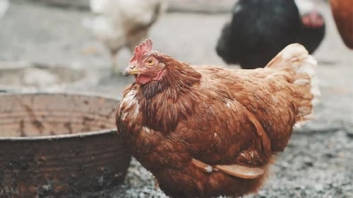 Chickens on the Traditional Free Range Poultry Farm in the Village