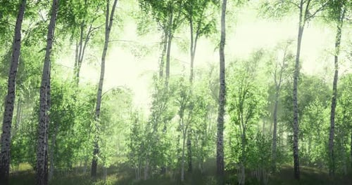 Sunlight Filters Through Lush Trees Creating a Serene Forest Atmosphere