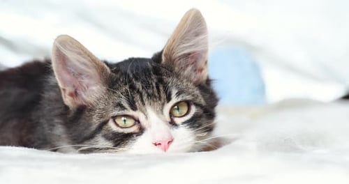 Adorable Tabby Kitten Lying on White Blanket