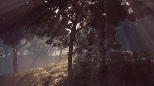 Sun Shines Through Trees in Forest